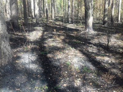 На Ямале будет построена самая северная система видеомониторинга за лесными пожарами