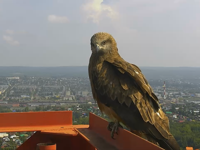 Система видеонаблюдения «Ростелекома» в Прикамье зафиксировала редкие кадры из жизни пернатых